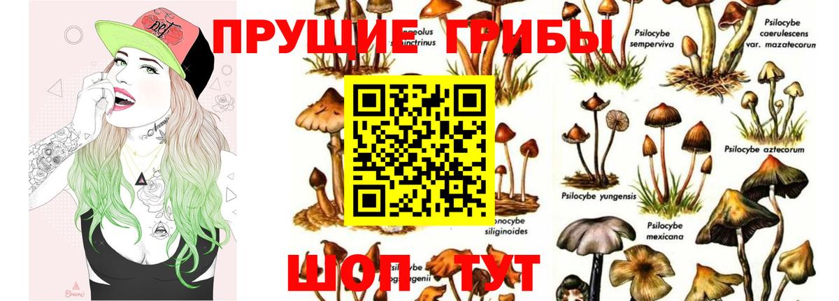 Псилоцибиновые грибы Cubensis Шебекино